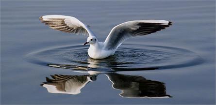 Nalsarovar Bird Sanctuary